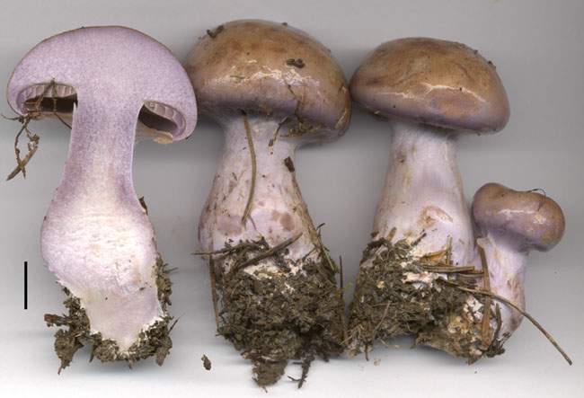 Cortinarius largus